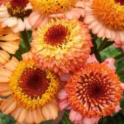 Zinderella Peach Zinnia