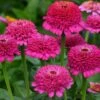 Zinderella Purple Zinnia -Annual Plants Popular Shop zinderella purple zinnia plant 1144 detail