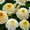 Zinderella White Zinnia 1 Zinderella White Zinnia -Annual Plants Popular Shop zinderella white zinnia plant 340 detail