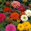 Magellan Mix Zinnia -Annual Plants Popular Shop zinnia magellan mix plant 1504 detail