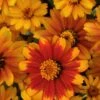 Zahara Sunburst Zinnia -Annual Plants Popular Shop zinnia zahara starburst plant 506 detail
