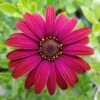 Zion™ Red Osteospermum Plant -Annual Plants Popular Shop zion red osteospermum plant 995 detail