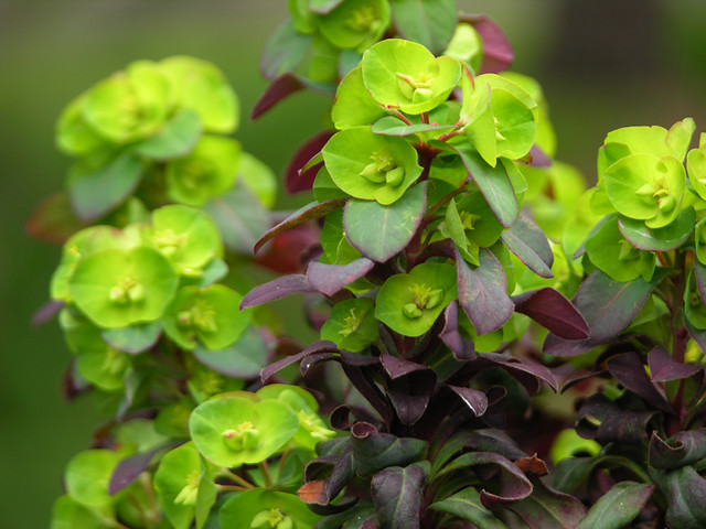 Annual Plants Popular Shop -Annual Plants Popular Shop 8632908182 5c10de352e z