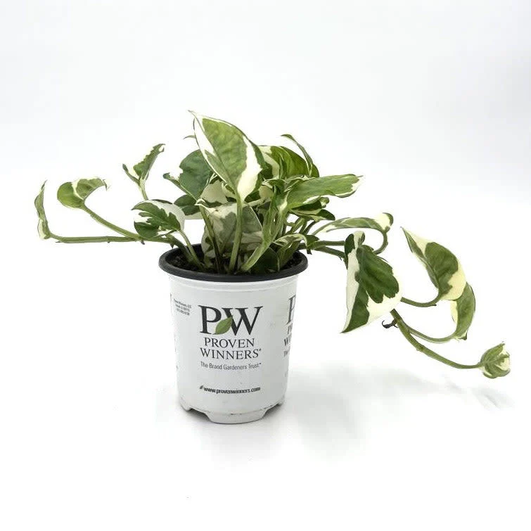 Annual Plants Popular Shop -Annual Plants Popular Shop EPIPRL004 Hero