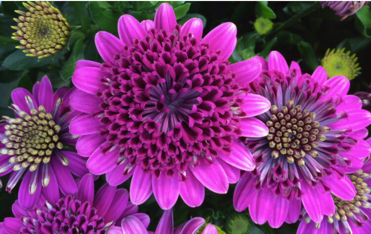 Annual Plants Popular Shop -Annual Plants Popular Shop website image with copywrite 101 e1755676530122